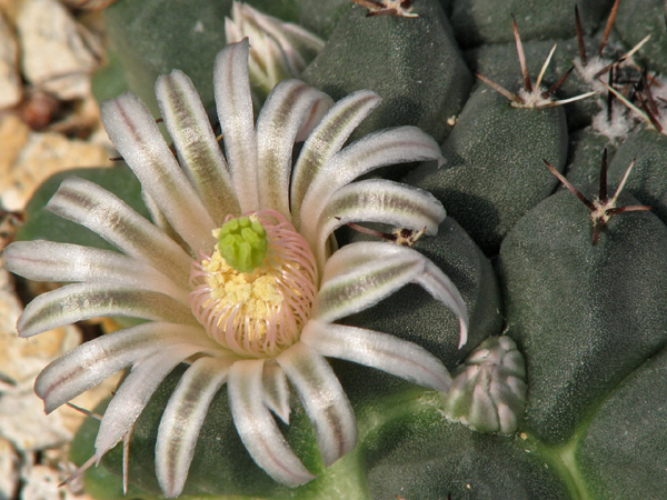 Mammillaria boelderliana (Fresnillo, Zac, Mex)