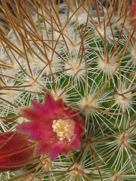 Mammillaria rekoi
