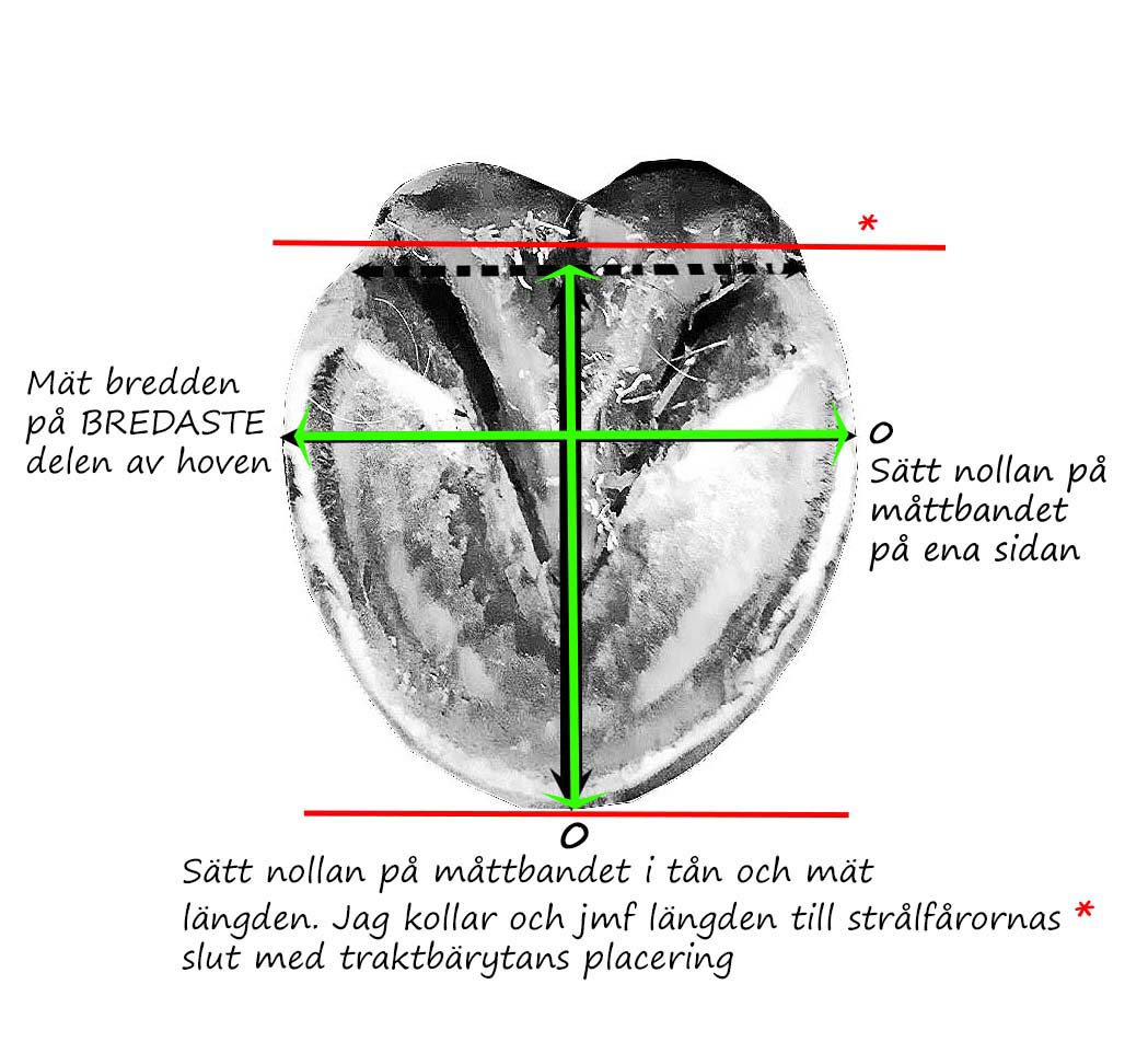 Hur du mäter hovarna - 2