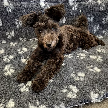 Vetbed hunddyna tjock filt till hunden