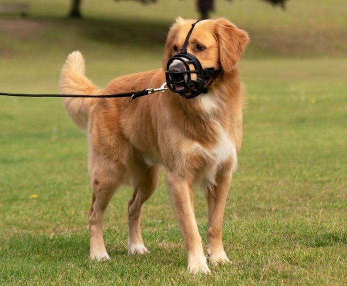 Baskerville Ultra Muzzle - 5