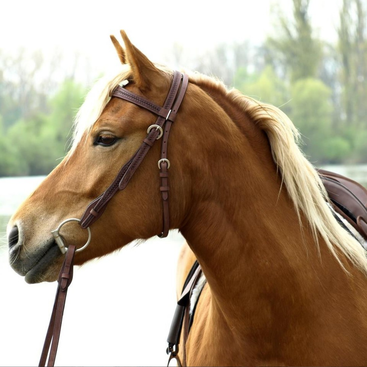 Barefoot®  'Missoula Nut' Headstall 