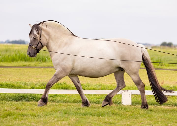 145. Long rein/ Longeline 550 cm - 2