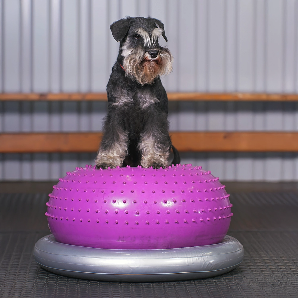 Donut holder from FitPAWS dog training