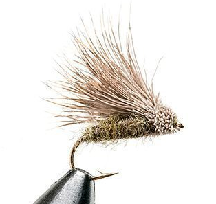 Streaking Caddis
