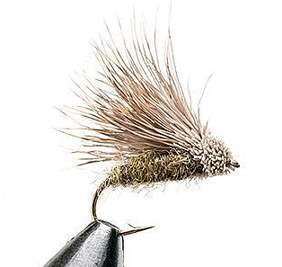 Streaking Caddis