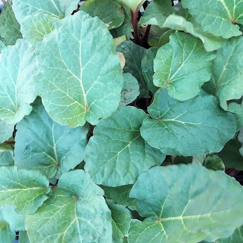 Berit, ny svensk rabarber, rabarberplanta