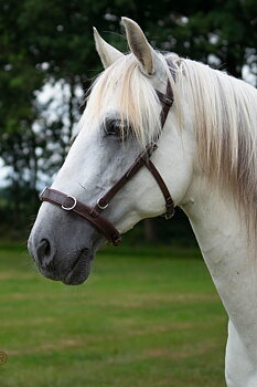 920. Cavesson F.R.A Bara - nosepart in leather only