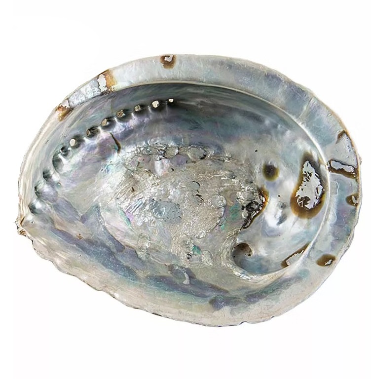 Abalone Snäckskal Stor äkta snäcka Paua Abalone fat dekoration shabby chic lantlig stil