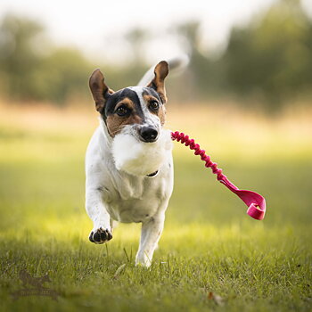 Bungee Rabbit Ball Tug S