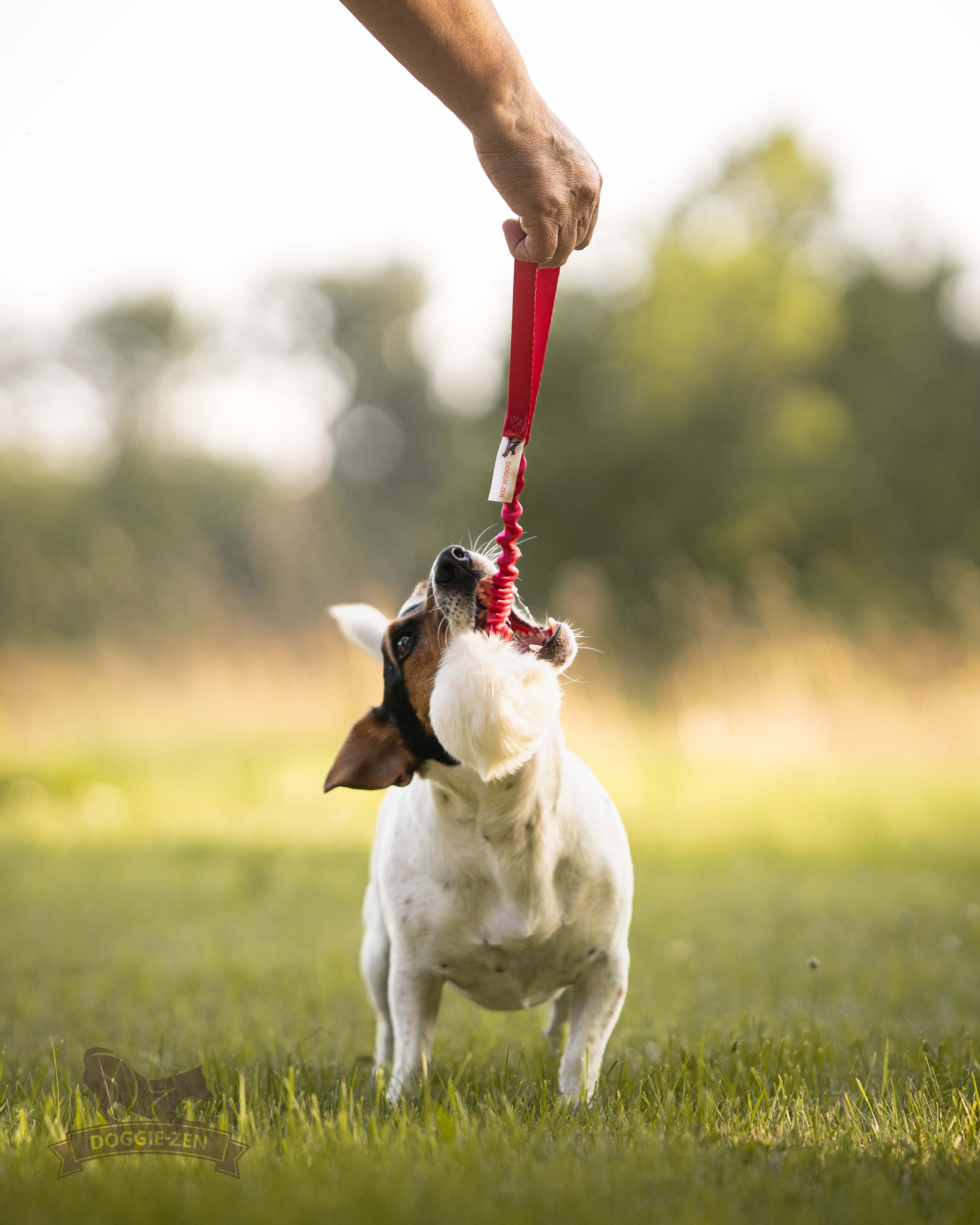 Bungee Rabbit Ball Tug S - 6