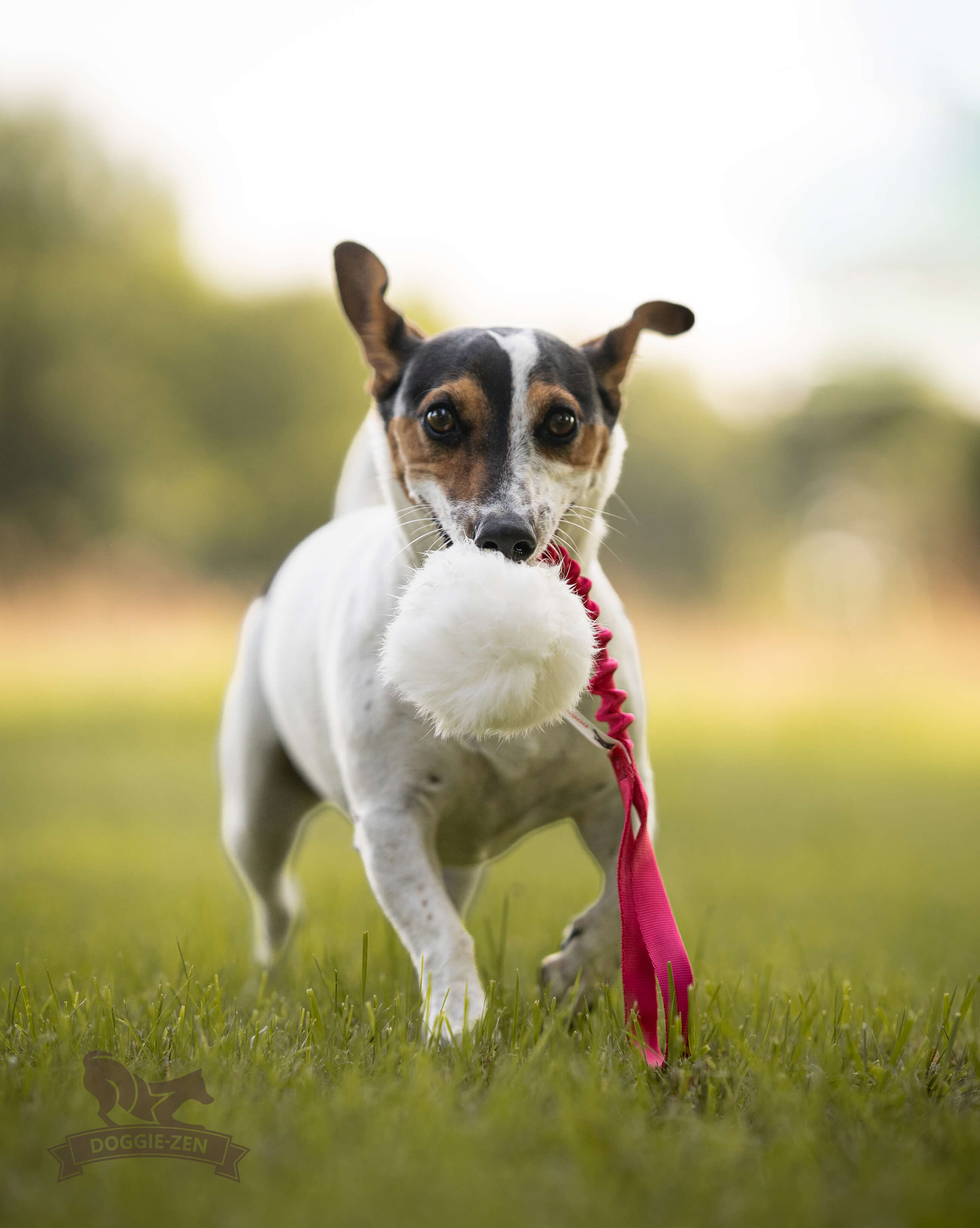 Bungee Rabbit Ball Tug S - 7
