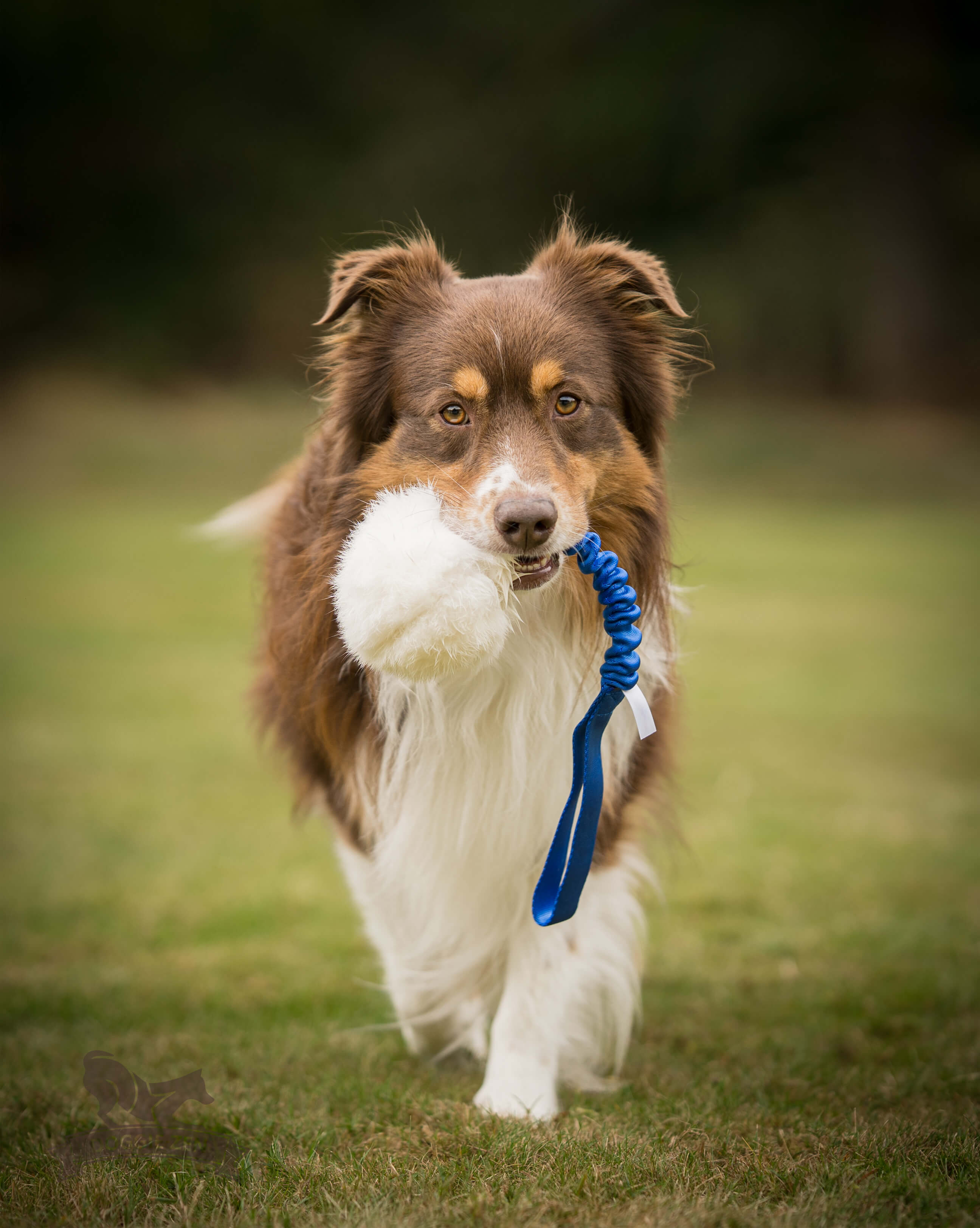Bungee Rabbit Ball Tug L