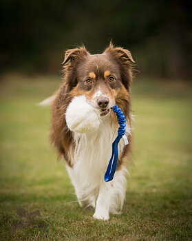 Bungee Rabbit Ball Tug L