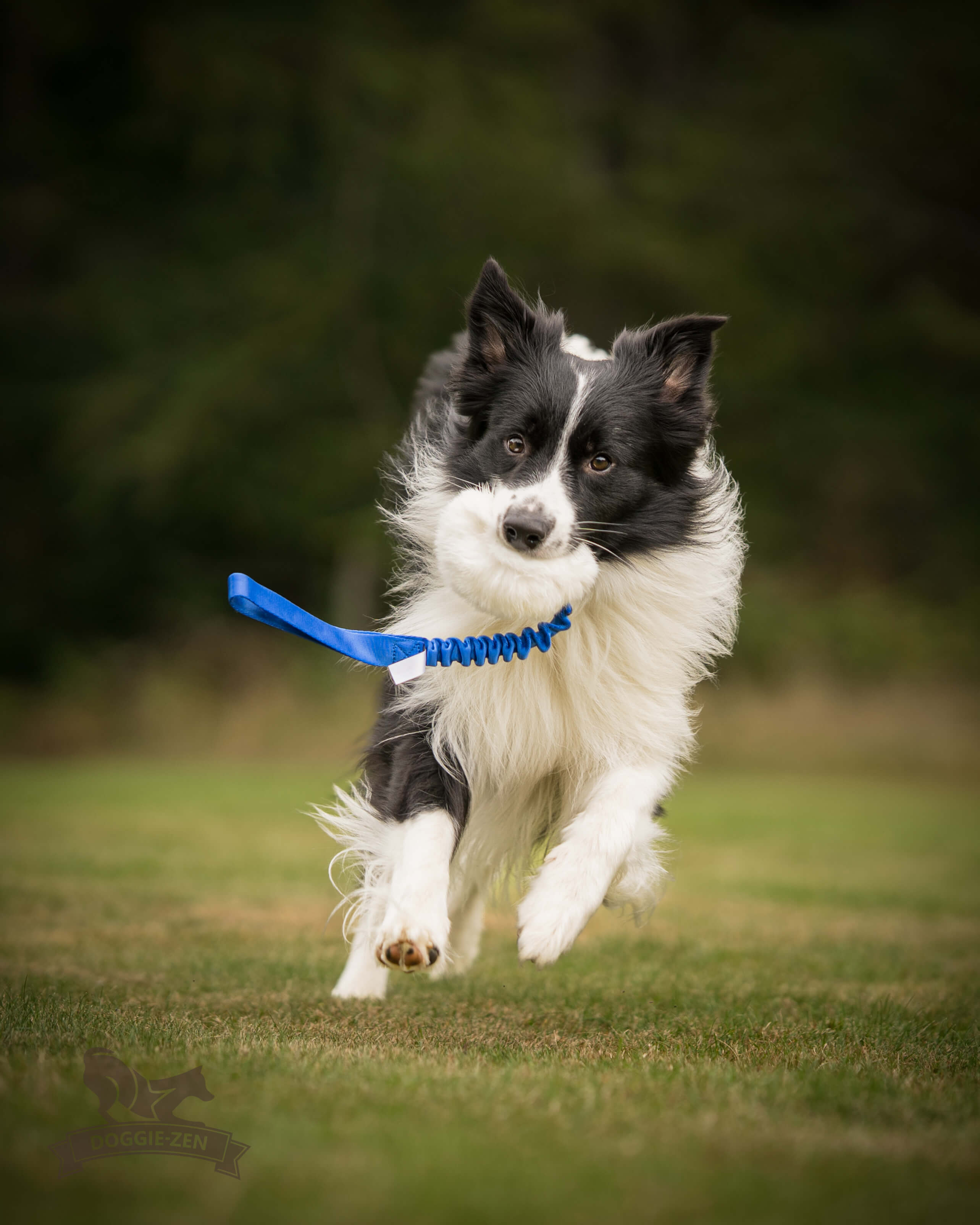 Bungee Rabbit Ball Tug L - 3