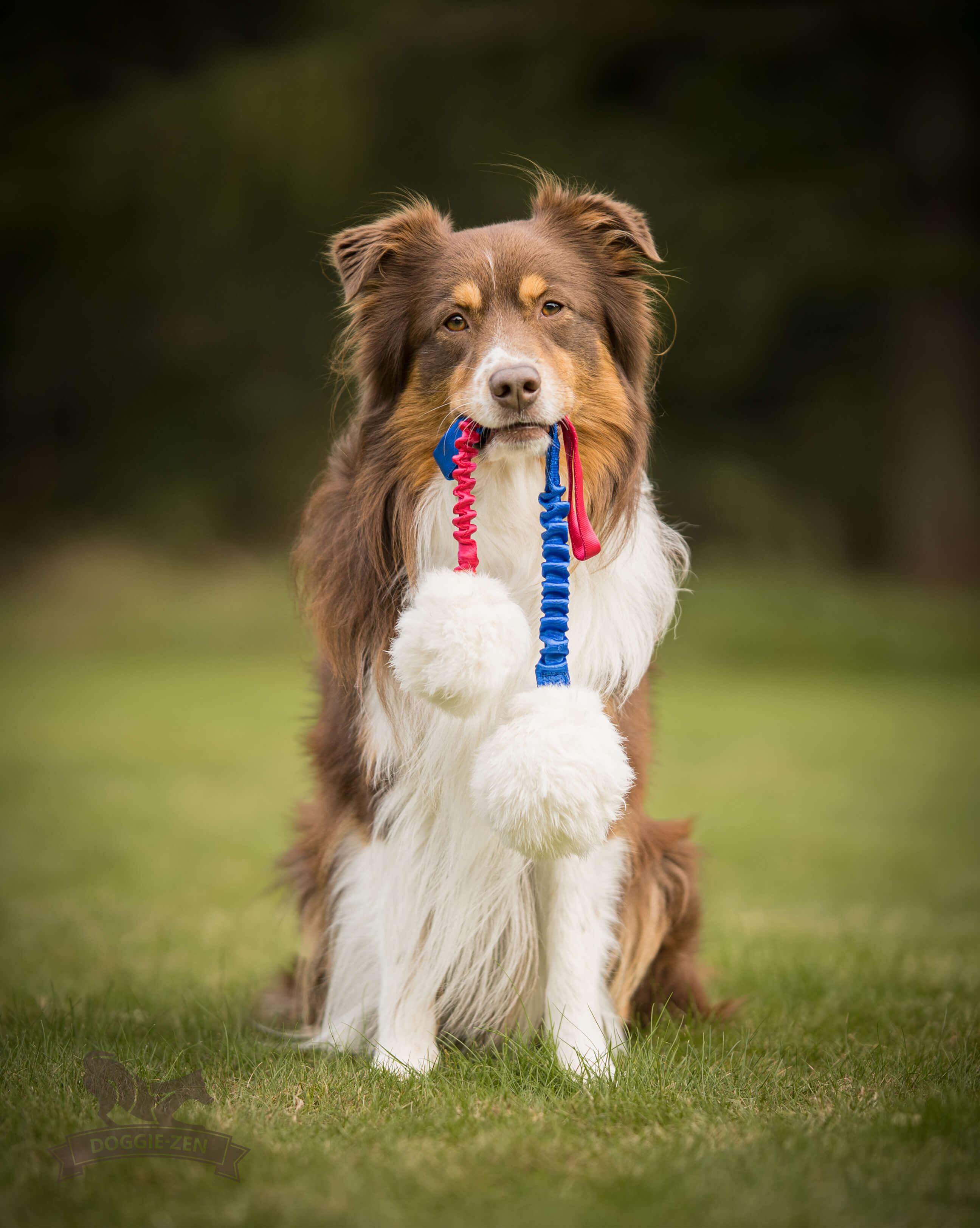Bungee Rabbit Ball Tug L - 4