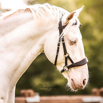 Anatomiskt sidepull med tyglar - F.R.A® 'Aruba', inkl. 4 st. avtagbara pannband+nosdelar!
