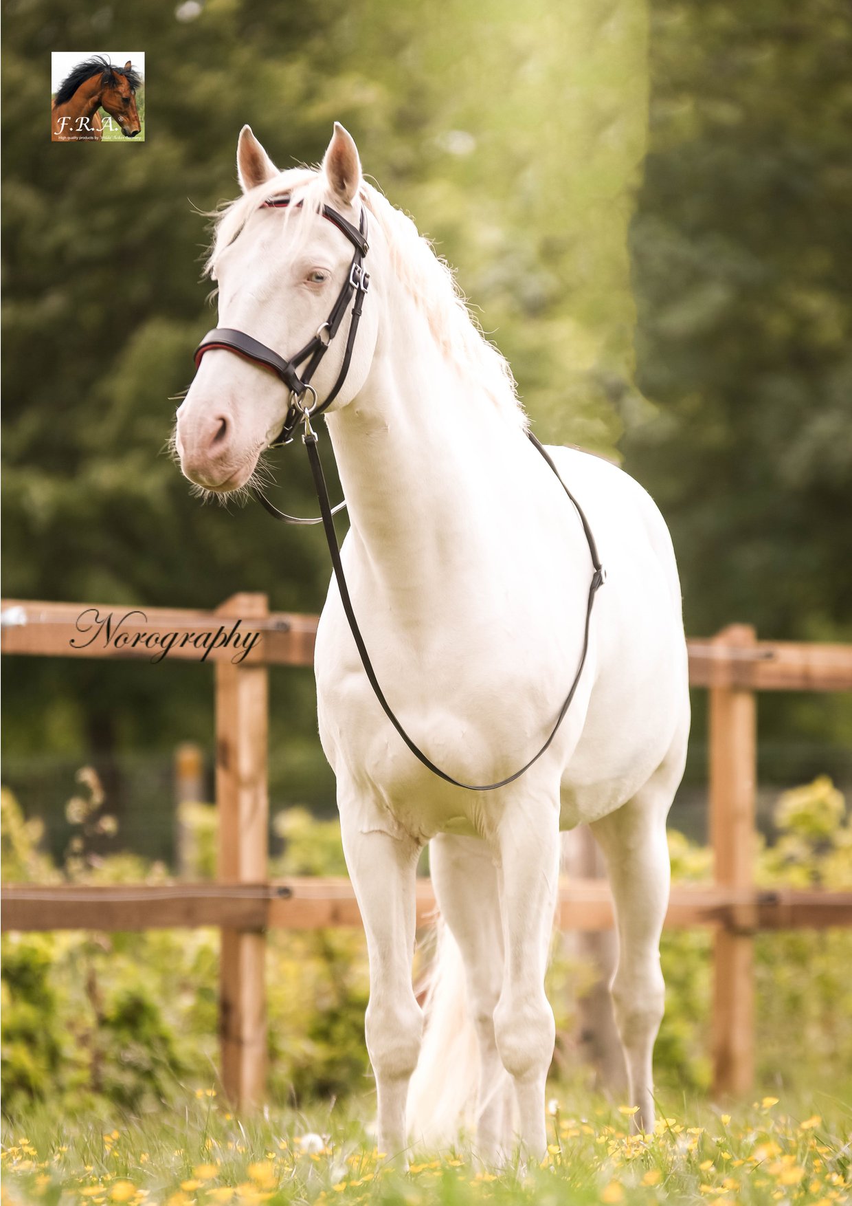 Anatomical sidepull with reins - F.R.A® 'Aruba' - 9