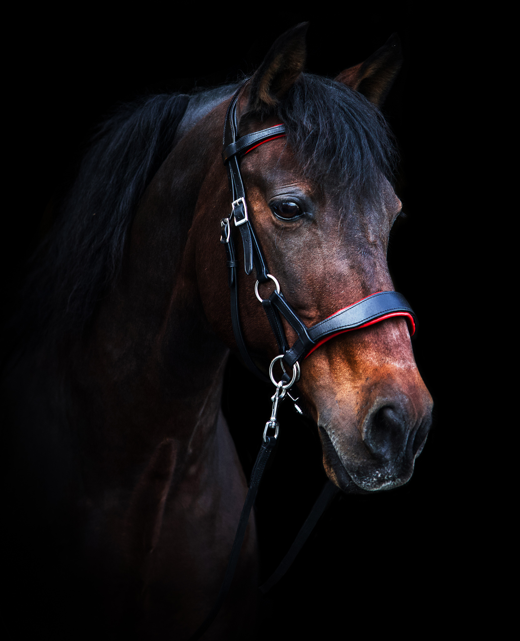 Anatomical sidepull with reins - F.R.A® 'Aruba'
