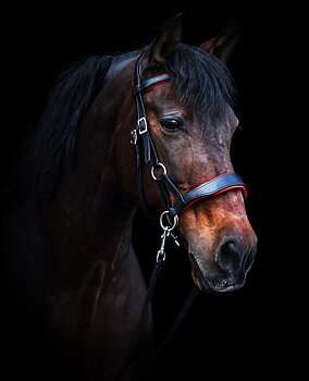 Anatomiskt sidepull med tyglar - F.R.A® 'Aruba', inkl. 4 st. avtagbara pannband+nosdelar!