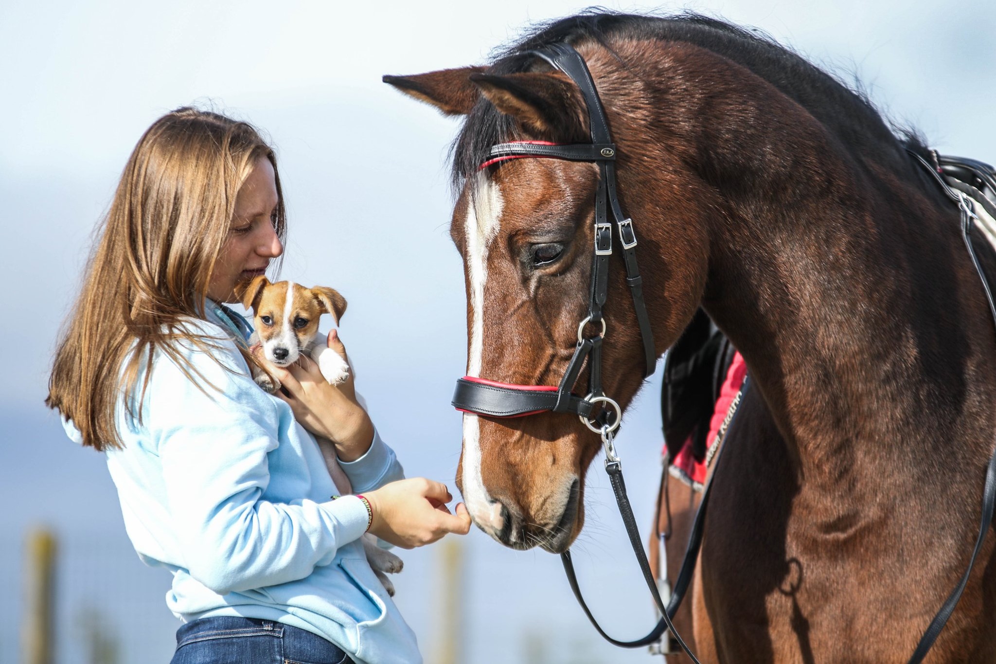 Anatomical sidepull with reins - F.R.A® 'Aruba' - 4