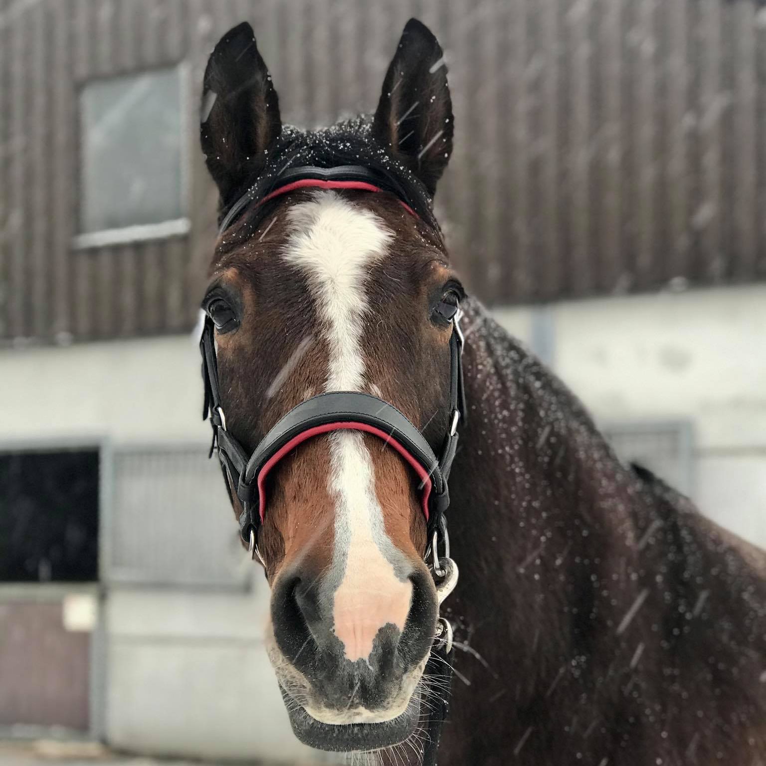 Anatomical sidepull with reins - F.R.A® 'Aruba' - 17