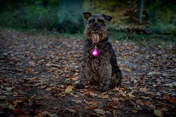 Dogman Blinklampa Burger LED, Turkos 