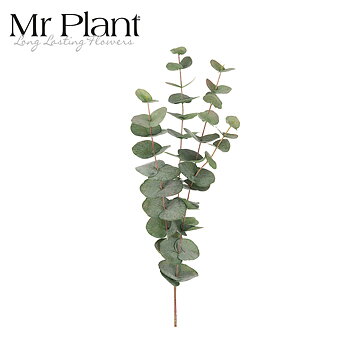 Muovikukka Mr Plant Eucalyptus