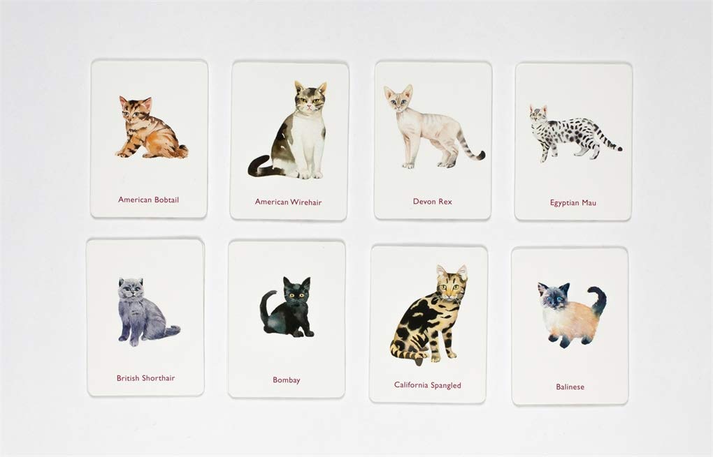 Cats & Kittens A Memory Game - 3