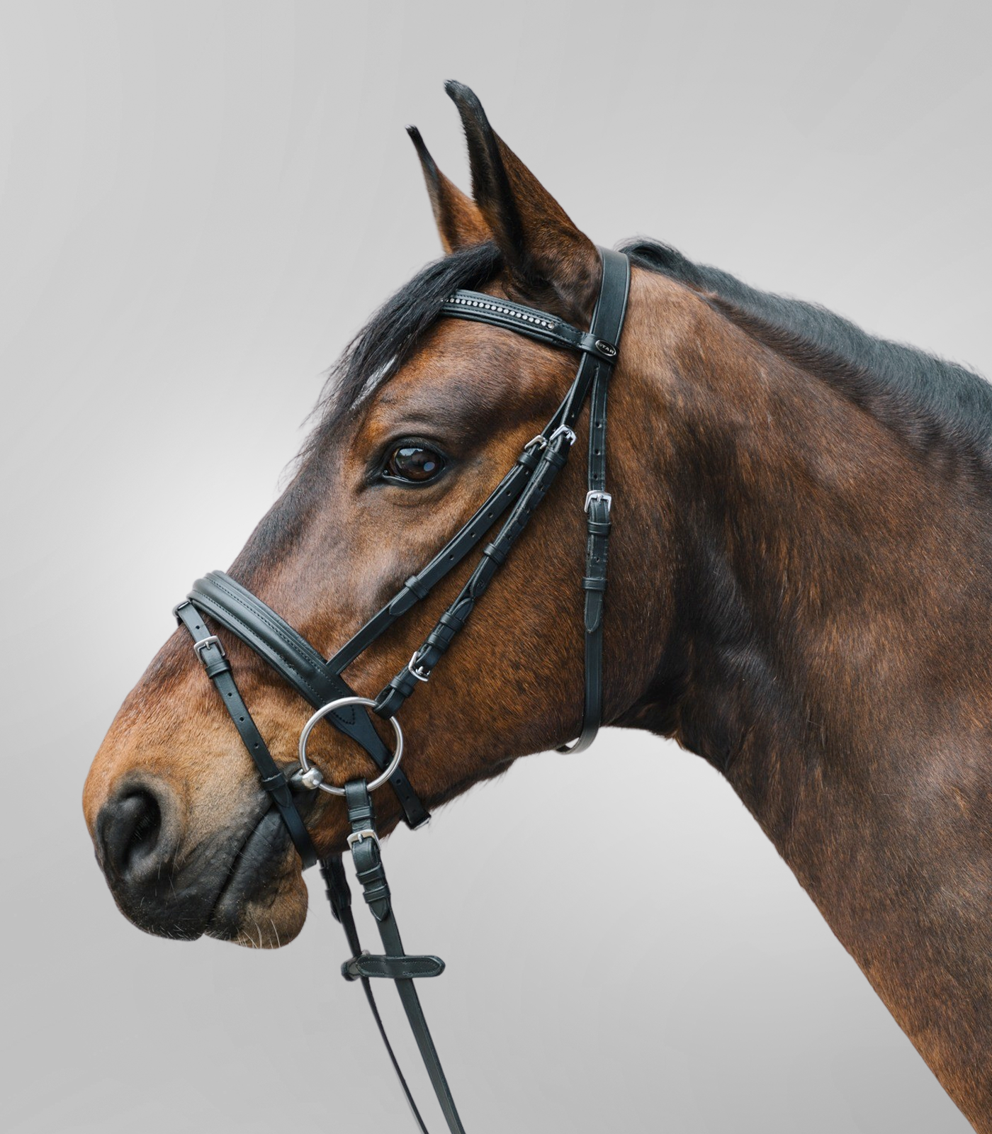 Träns Star Diamond minishetland-full brun/guld