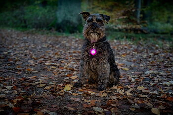Dogman Blinklampa Burger LED, Rosa