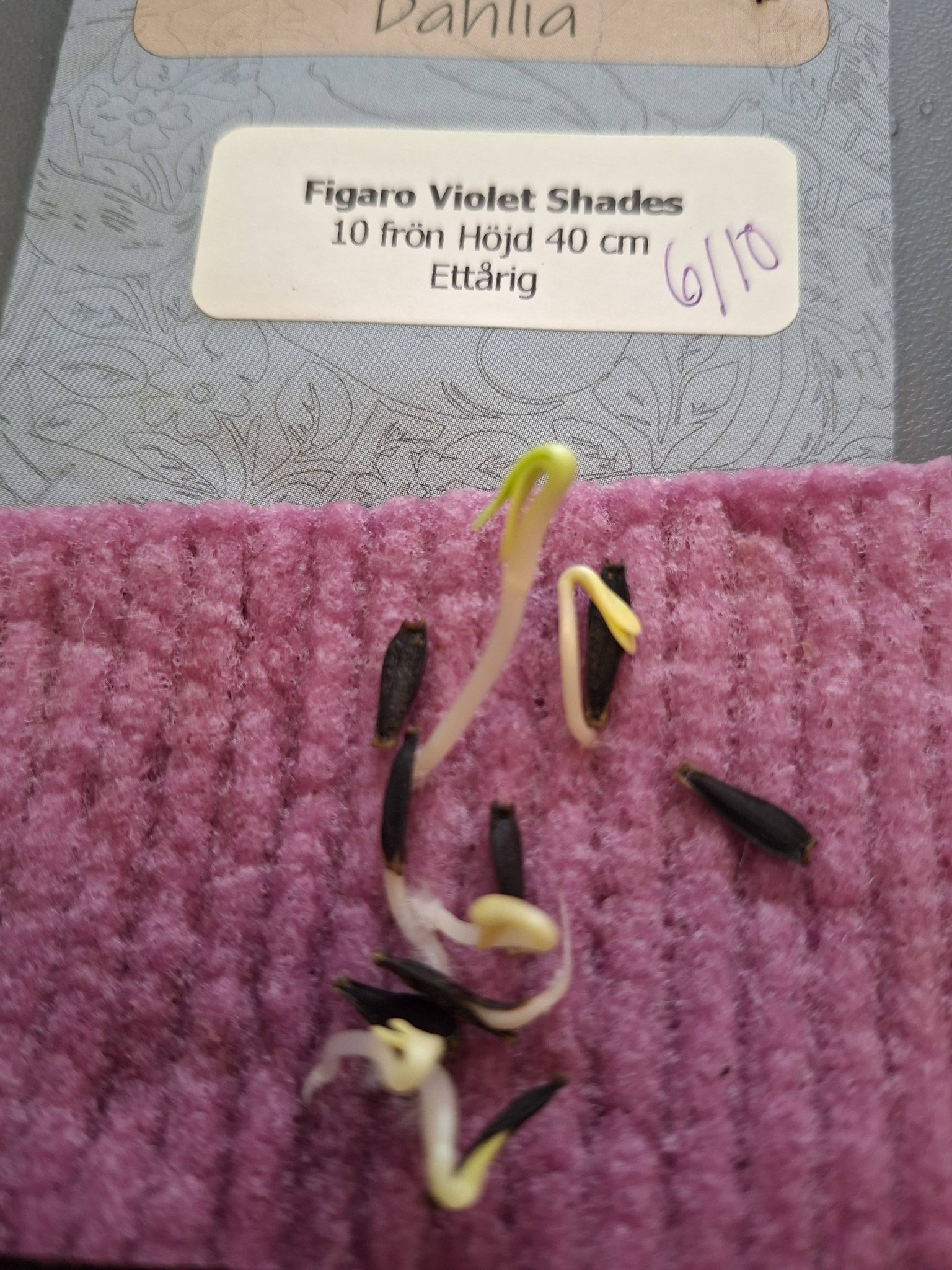 Dahlia F1 Figaro Violet 10 frö,,får knölar som kan övervintras - 2