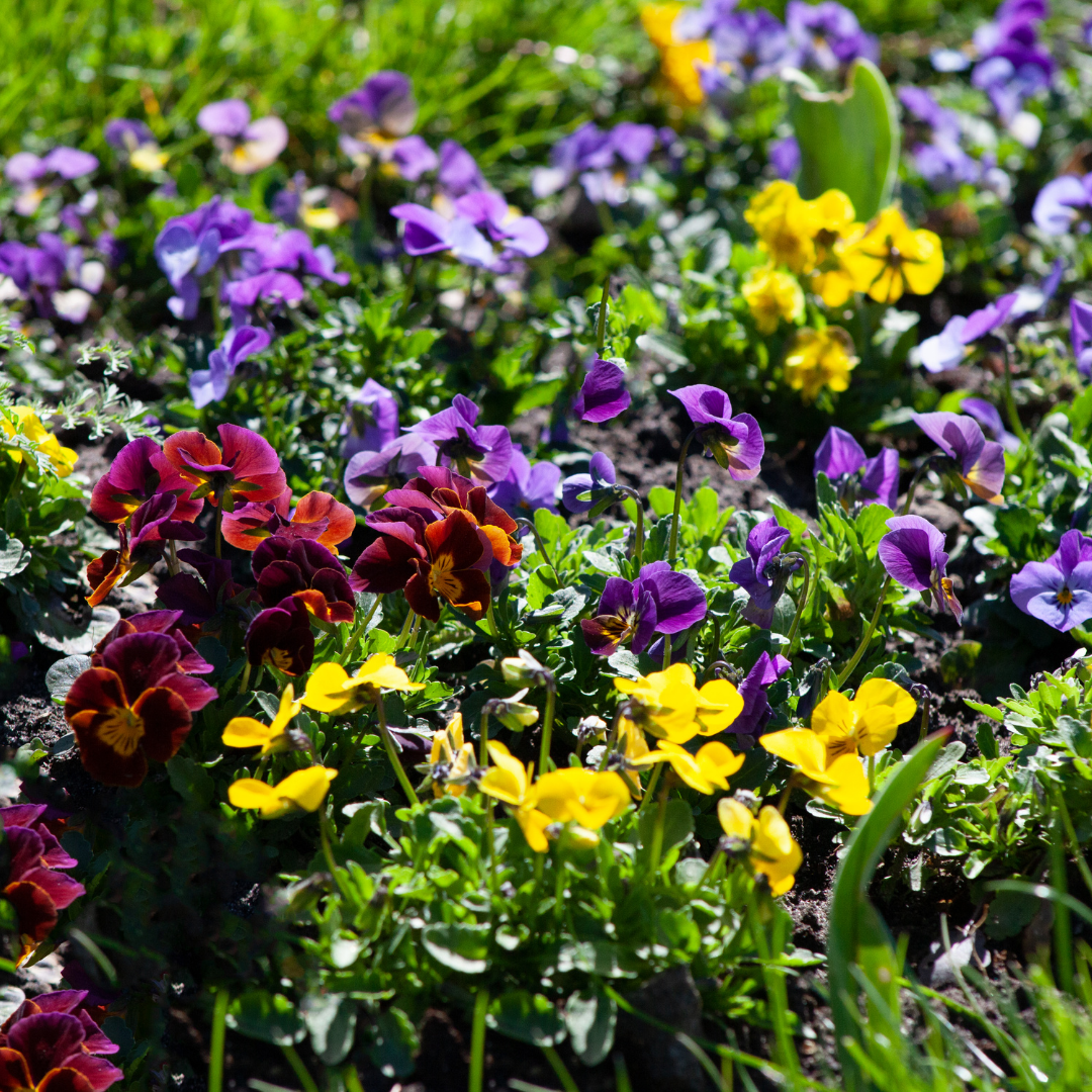 Bukettviol - Bambini Mix