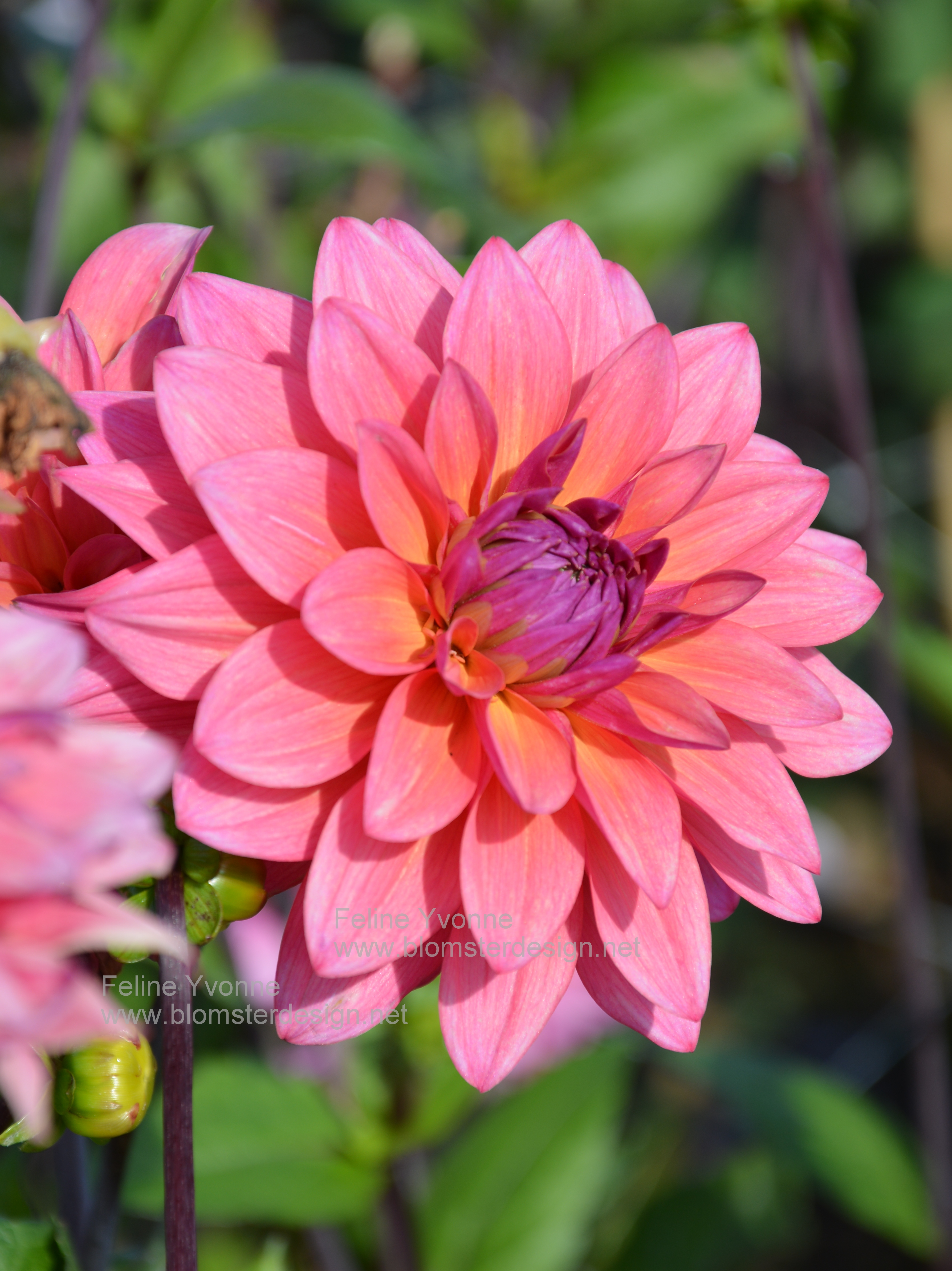 Dahlia Feline Yvonne
