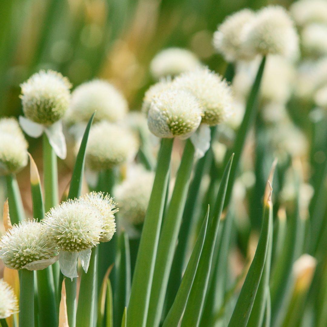 Piplök - Welsh Onion