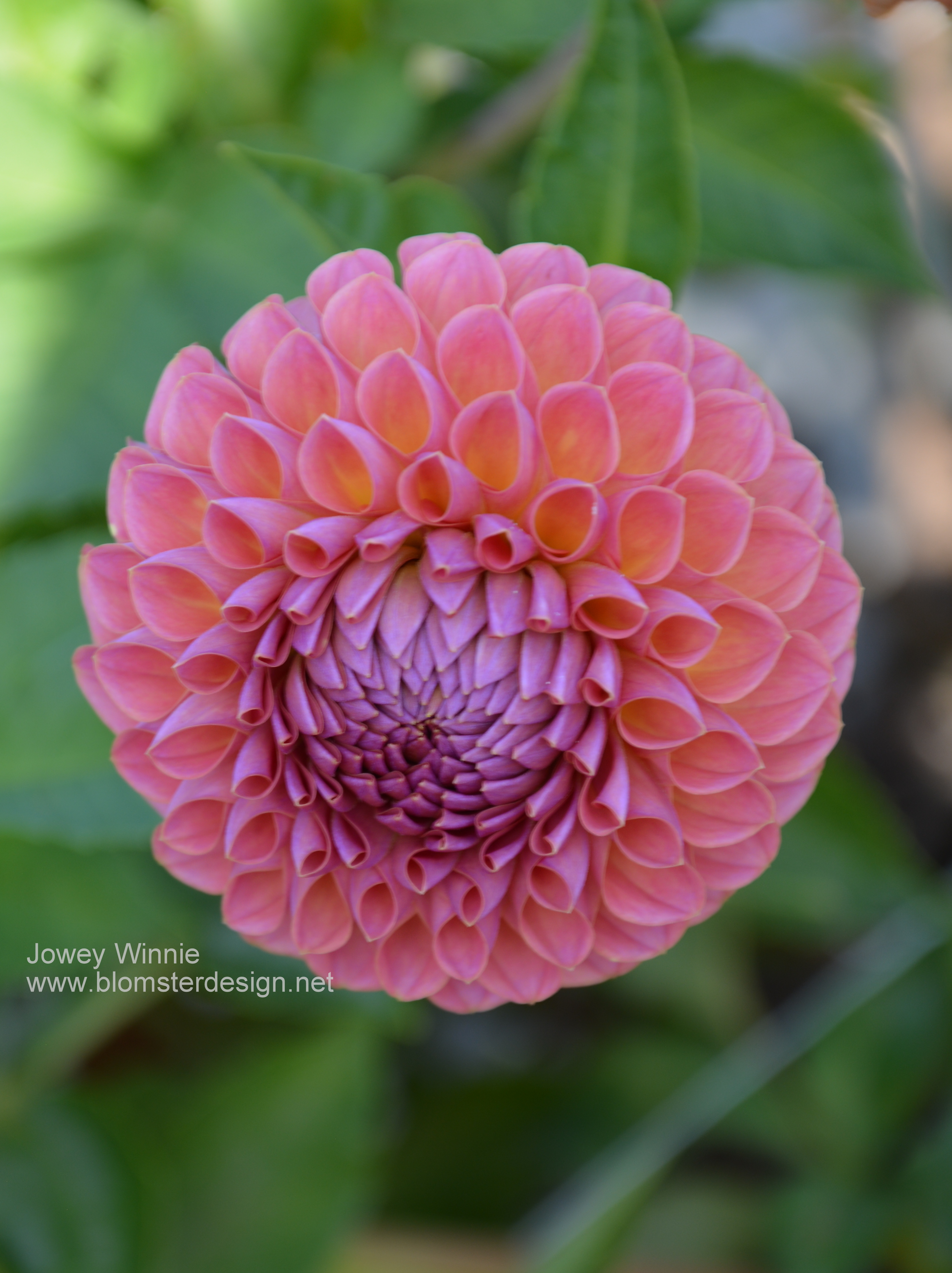 Dahlia Jowey Winnie