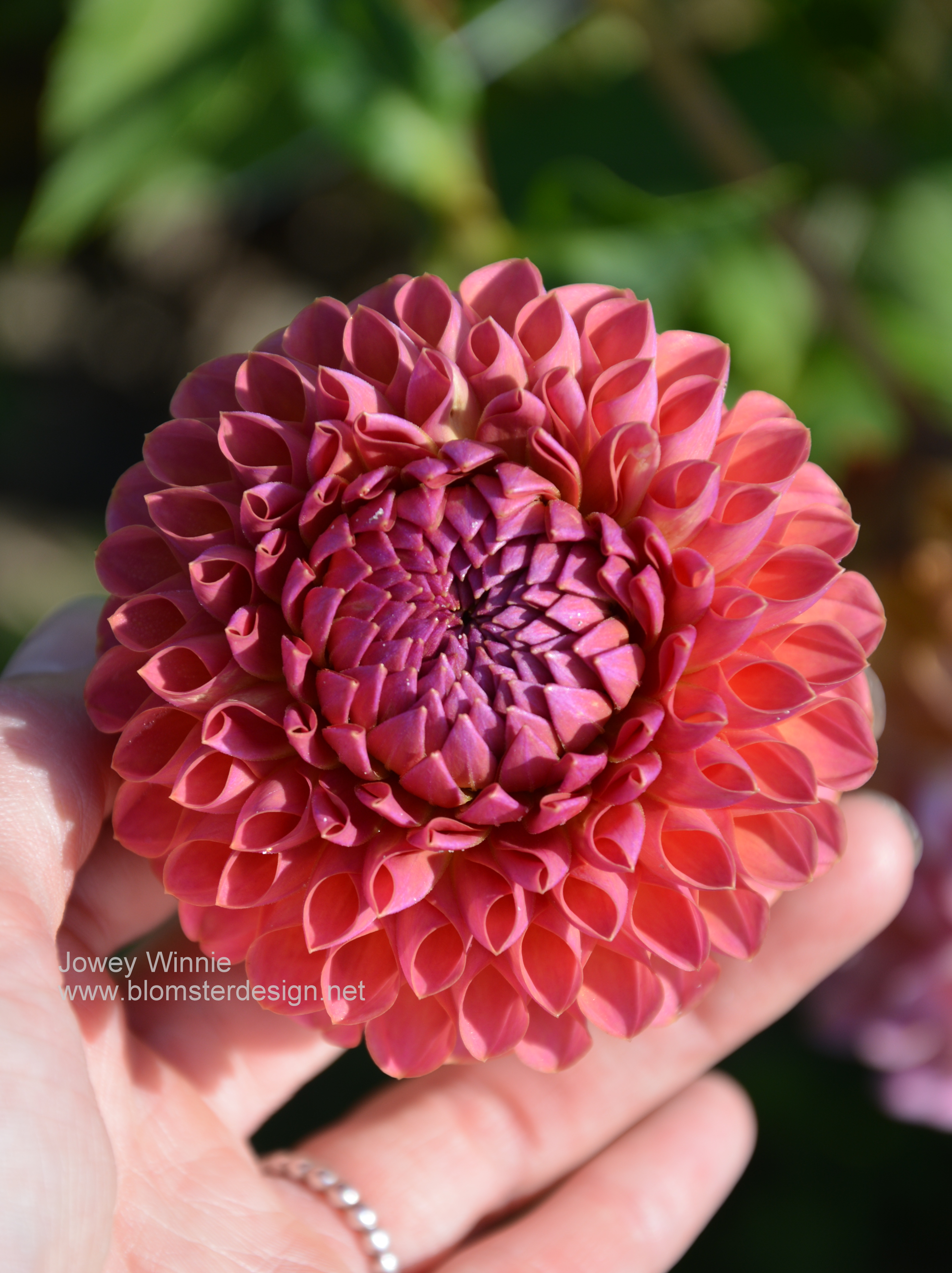 Dahlia Jowey Winnie - 3