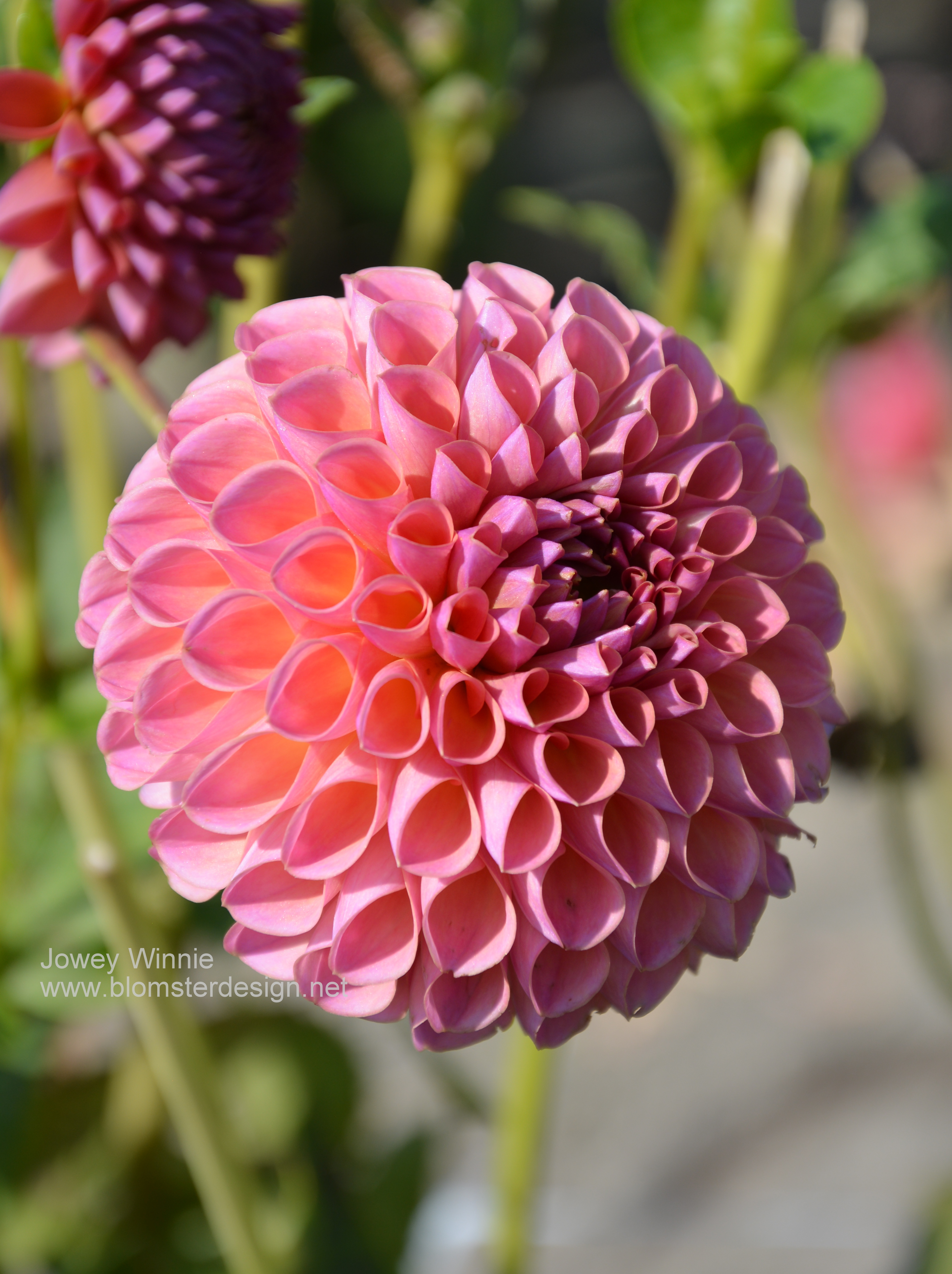 Dahlia Jowey Winnie - 4