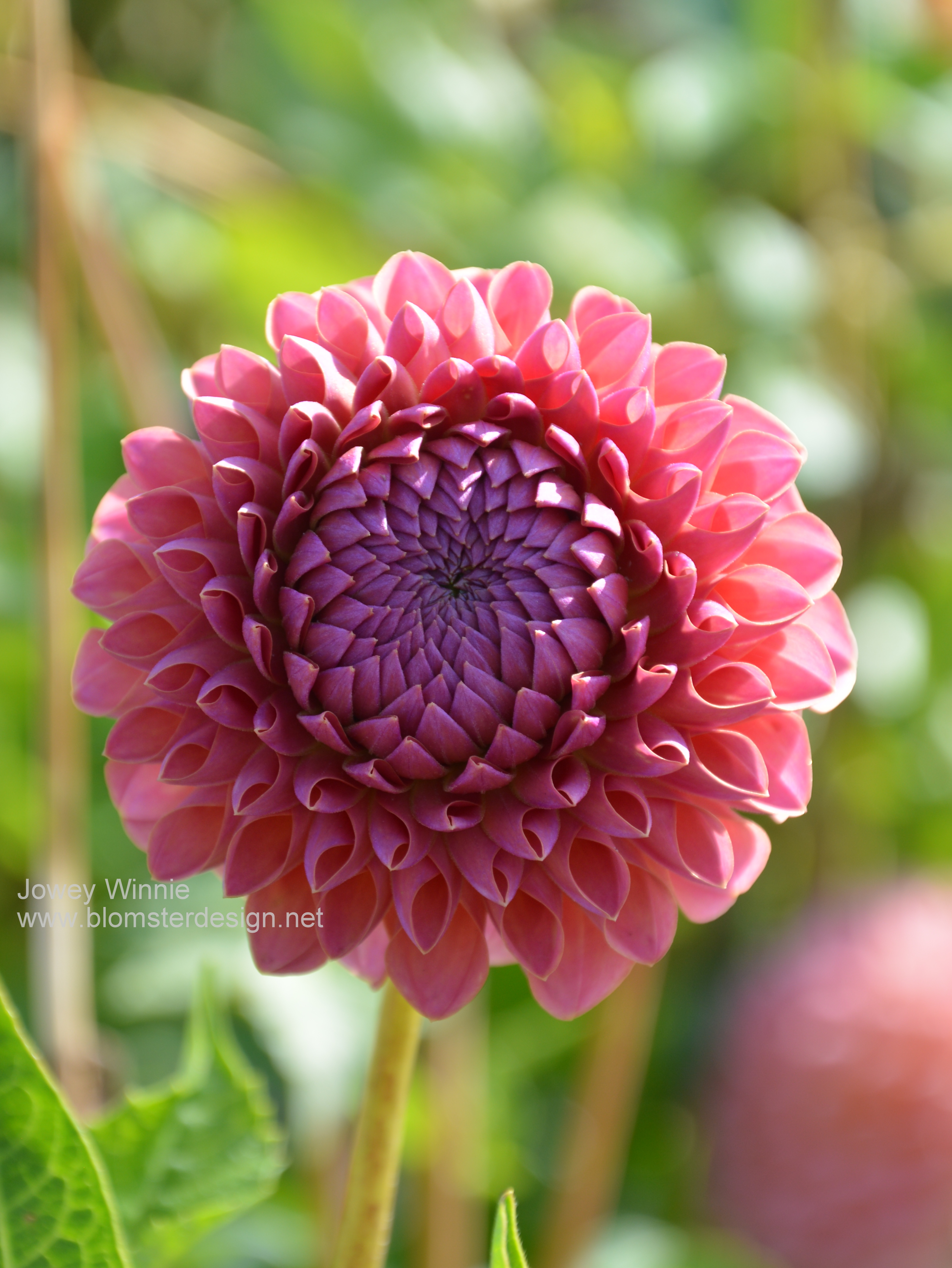 Dahlia Jowey Winnie
