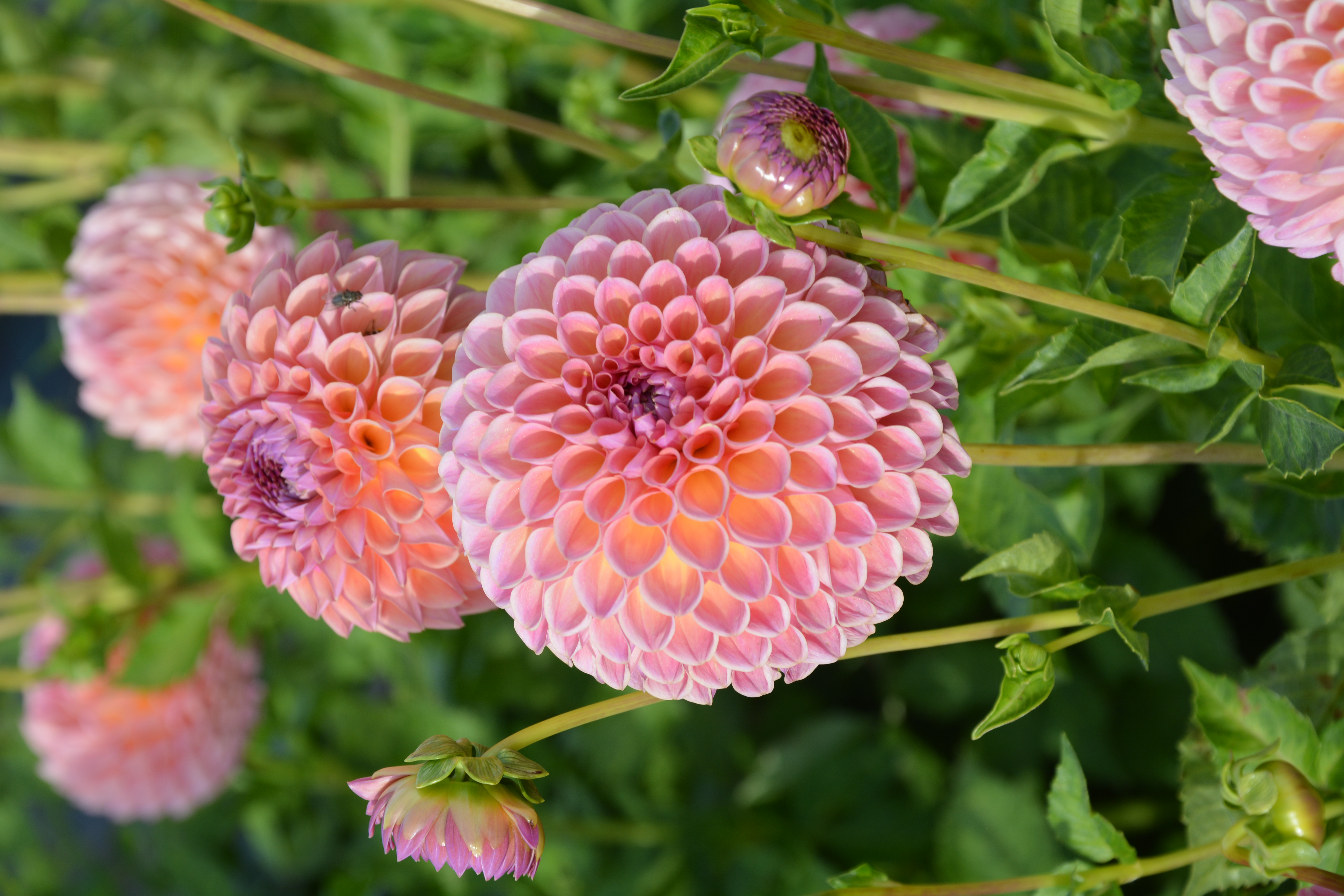 Dahlia Jowey Winnie - 5
