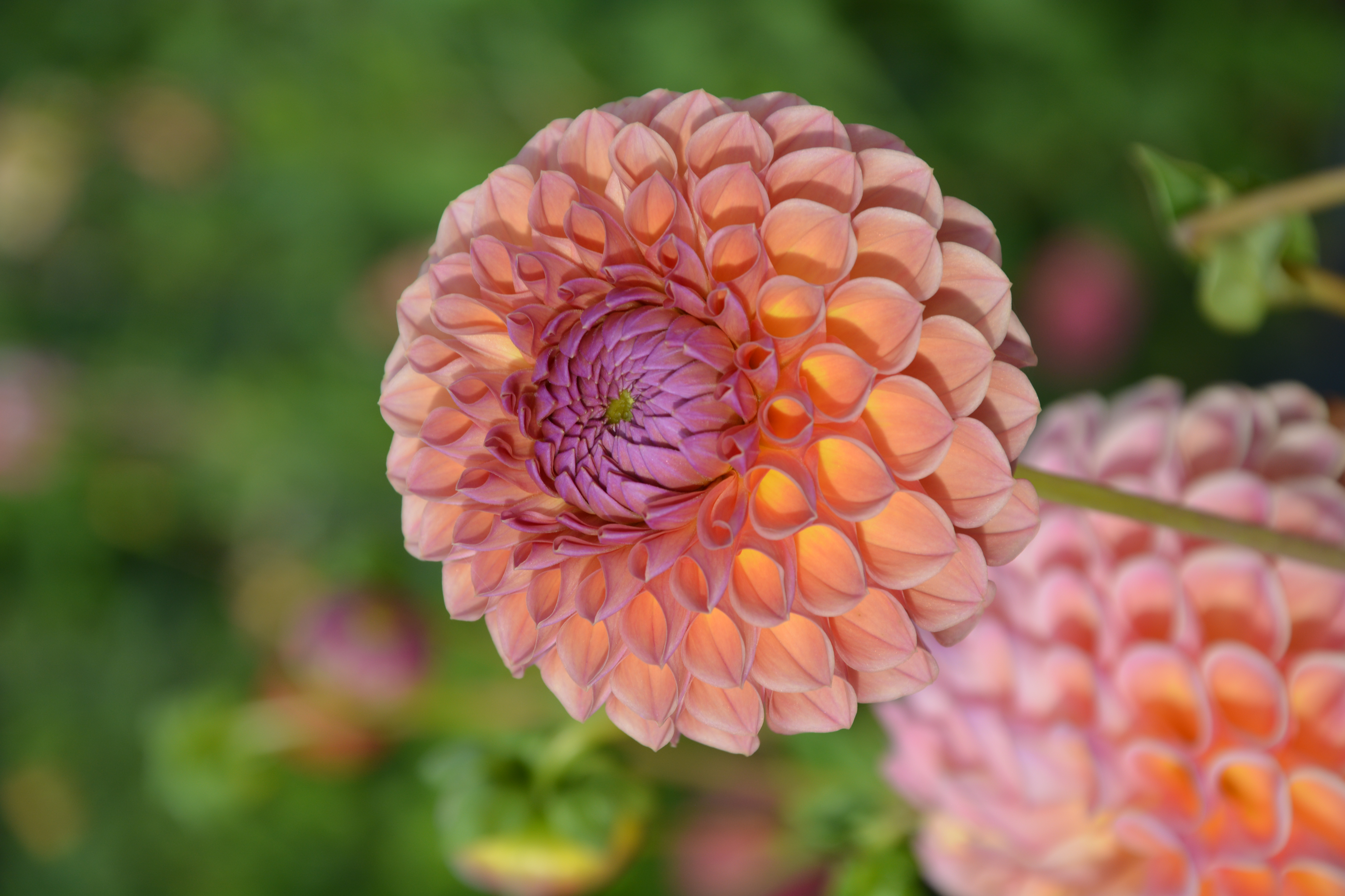 Dahlia Jowey Winnie - 6