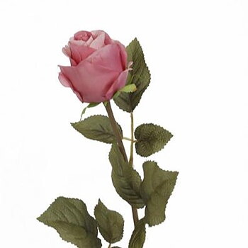 Roskvist Rosa, L62