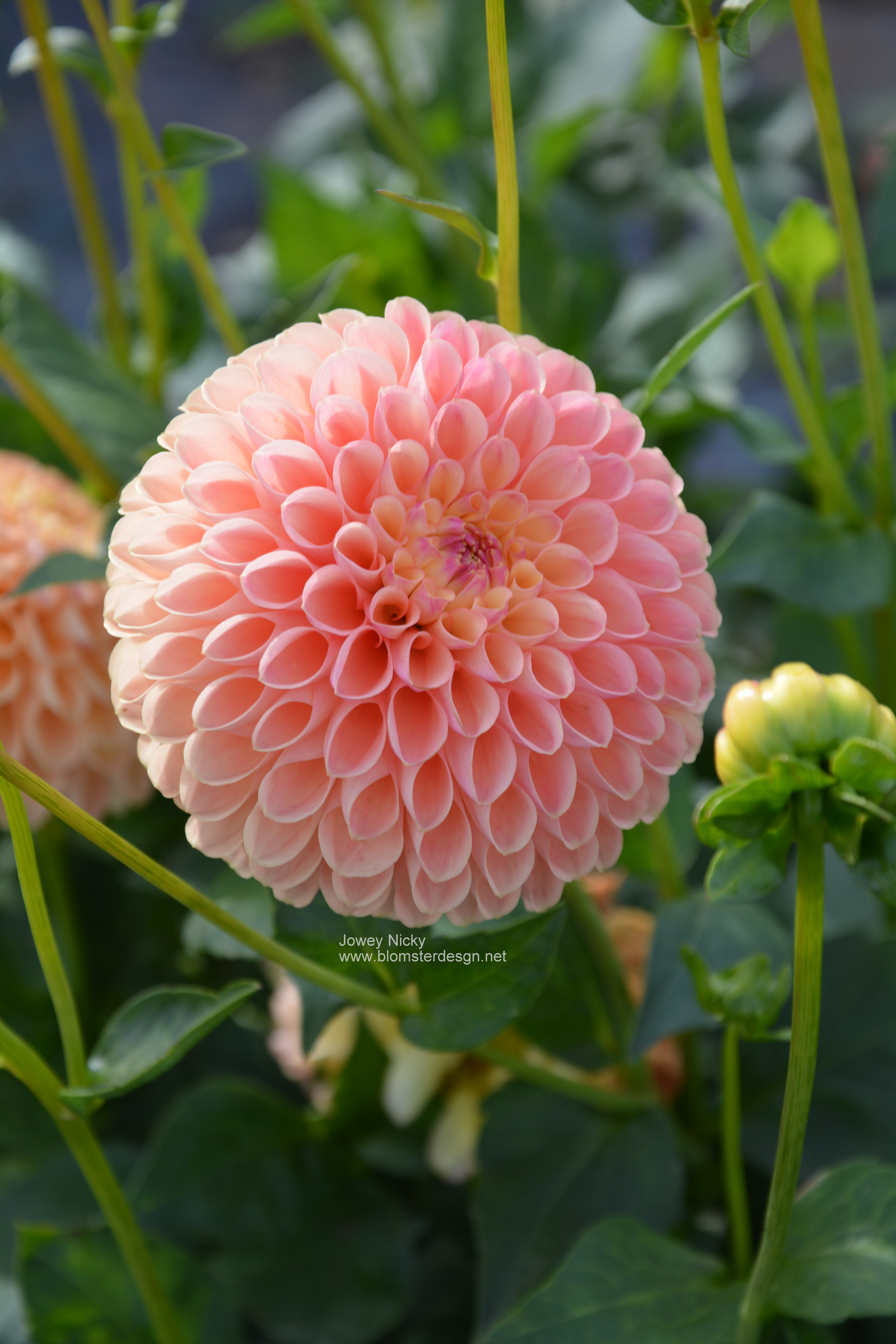 Dahlia Jowey Nicky