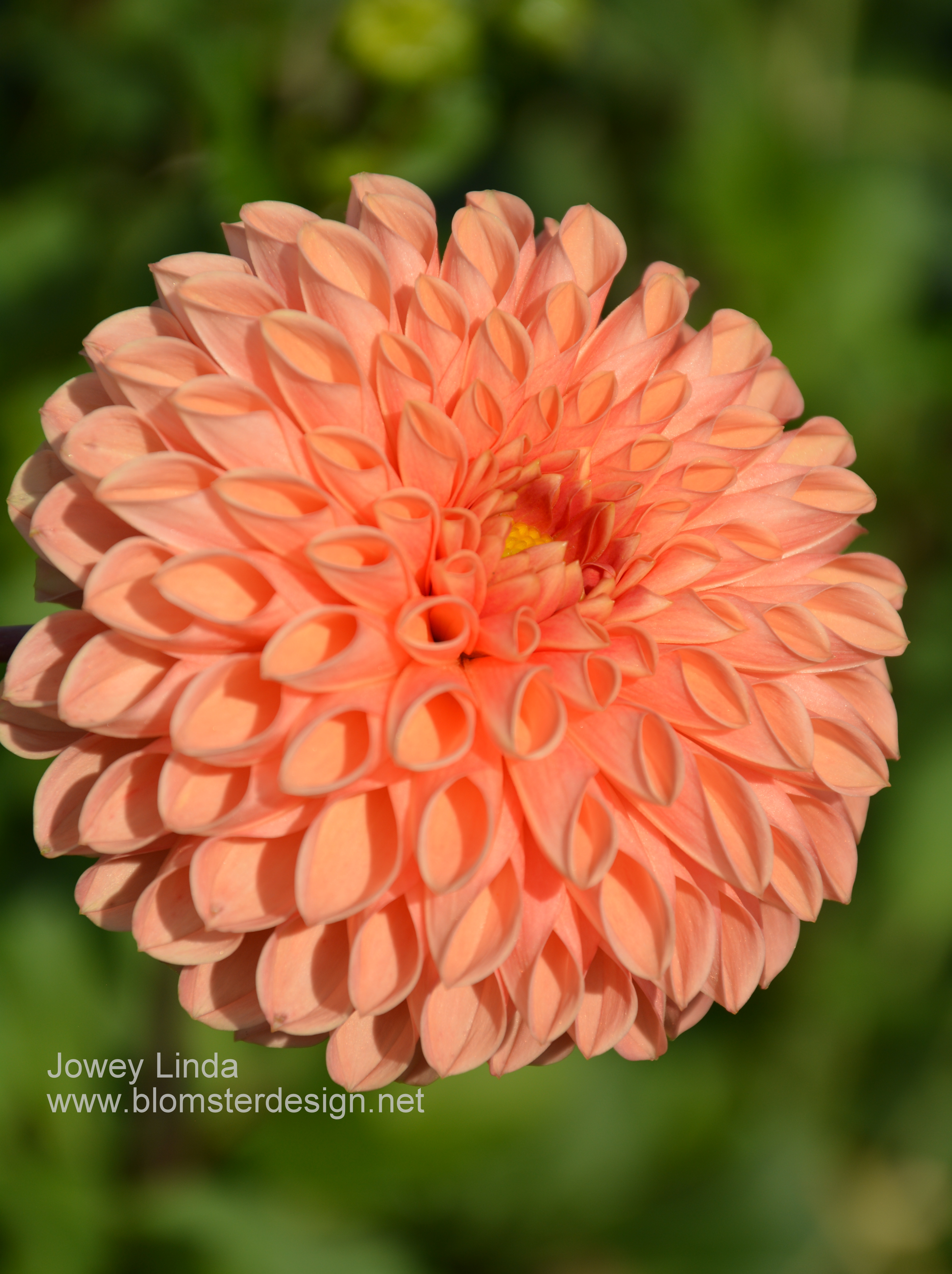Dahlia Jowey Linda