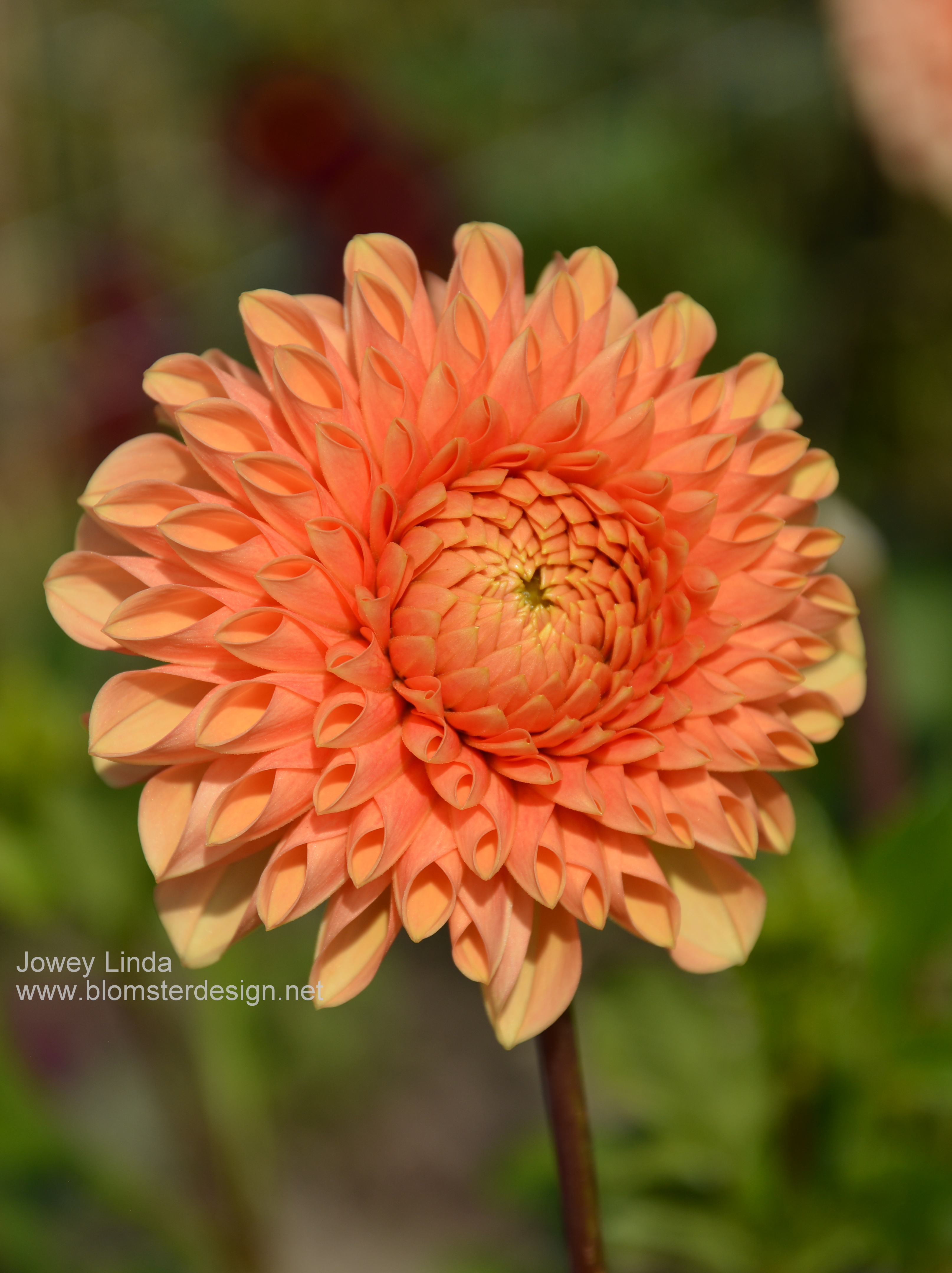 Dahlia Jowey Linda