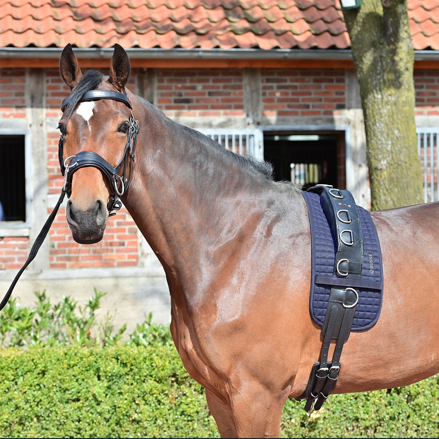 Lunging Pad Busse Reitsport - 4