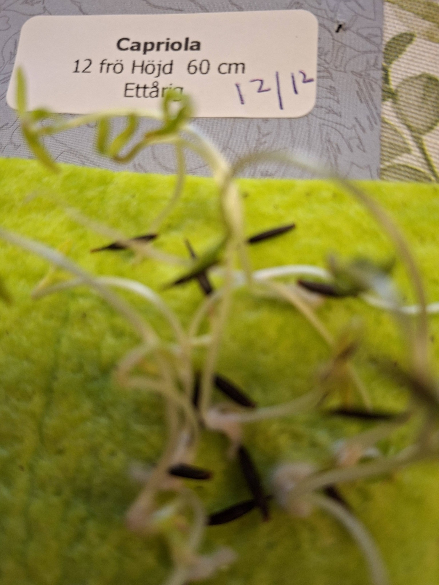 Rosenskära Capriola 12 frön - 2