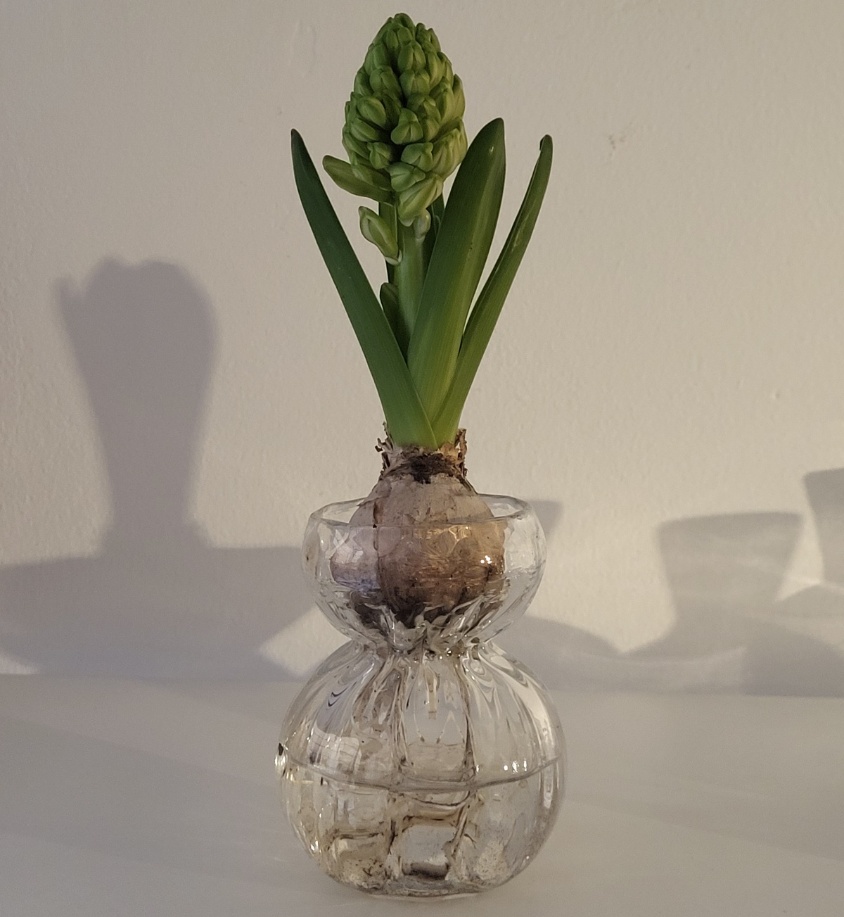 Hyacintvas, klarglas