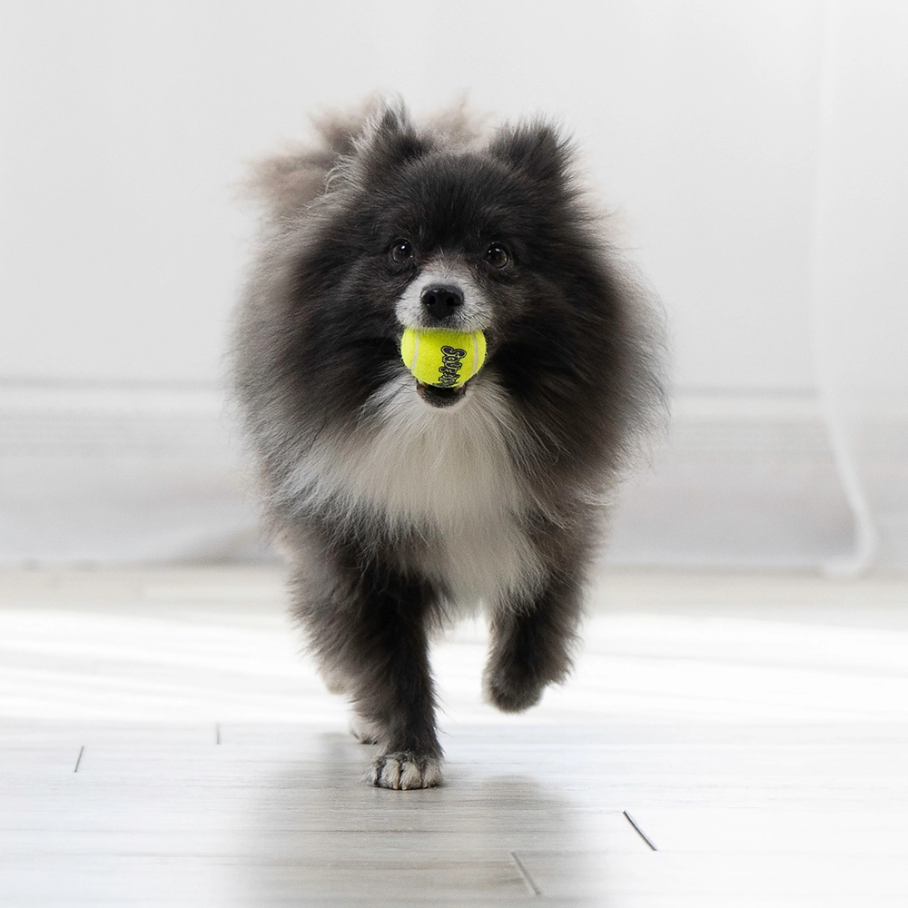 KONG squeakAir - tennisboll med pip - 10
