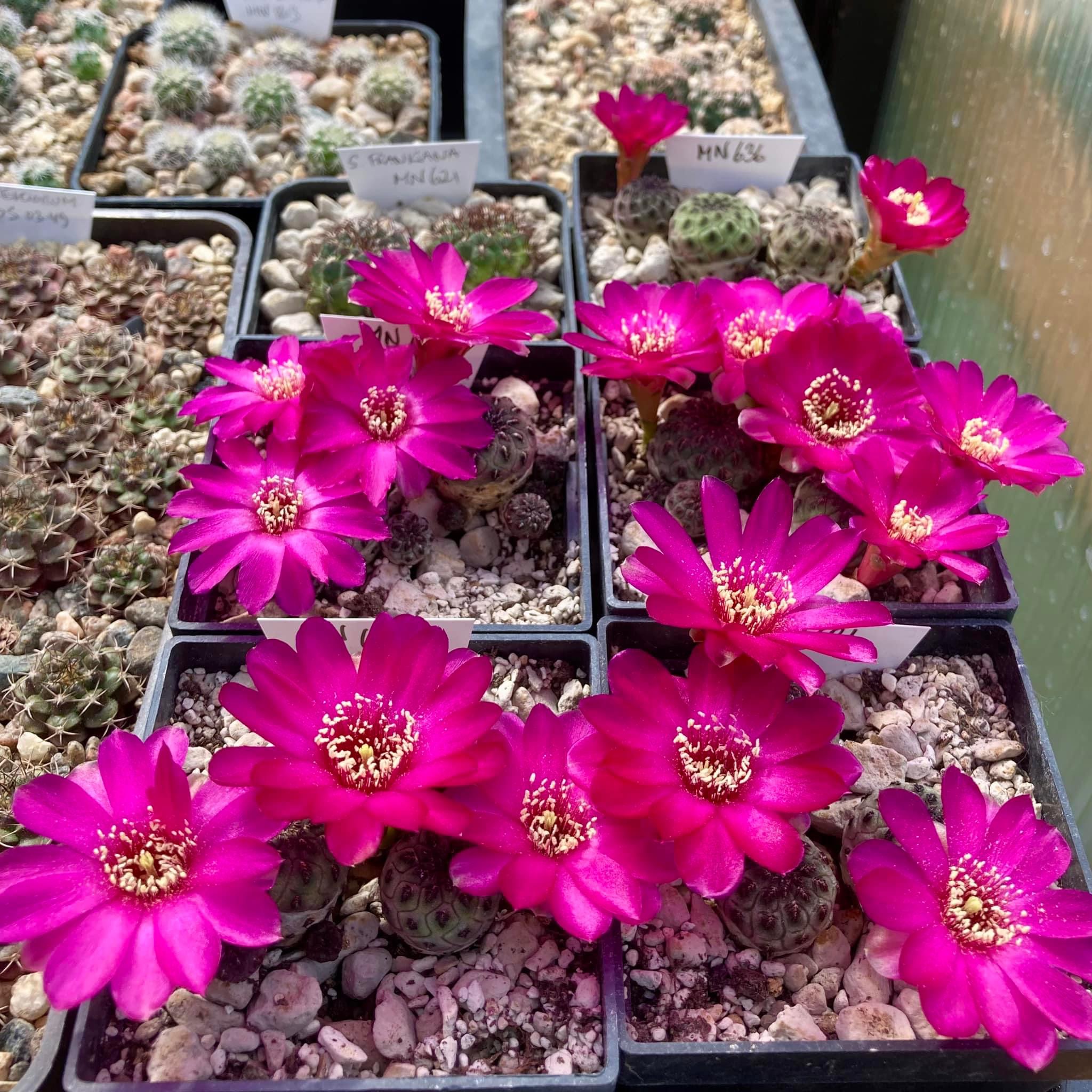 Sulcorebutia rauschii MN 636 (Zudanez)